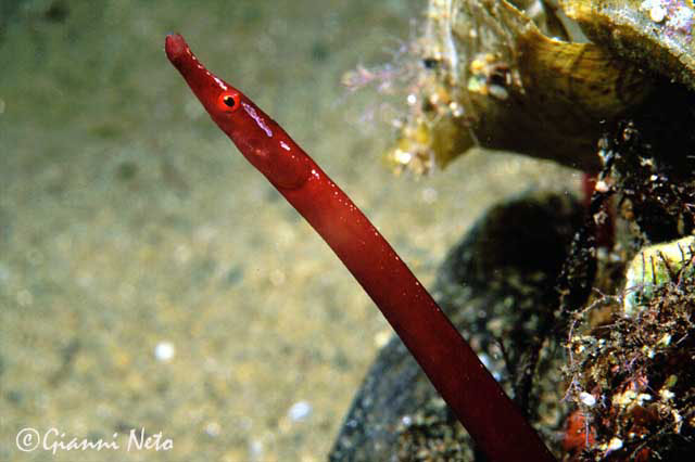 Nerophis ophidion (Linnaeus, 1758)